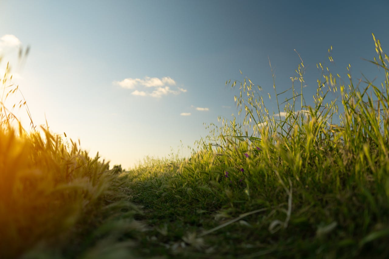 Capture of a tranquil grass field under a clear sky during sunset in Rabat, Morocco.